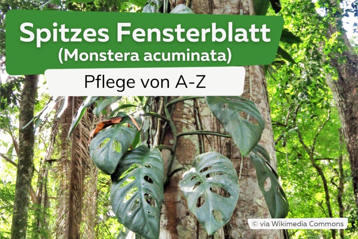 Spitzes Fensterblatt (Monstera acuminata)