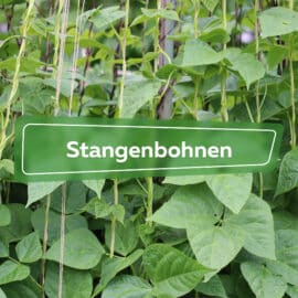 Stangenbohnen
