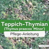 Teppich-Thymian (Thymus minor)