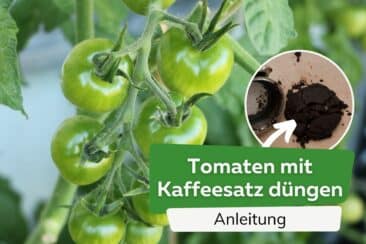 Tomaten mit Kaffeesatz düngen Titel
