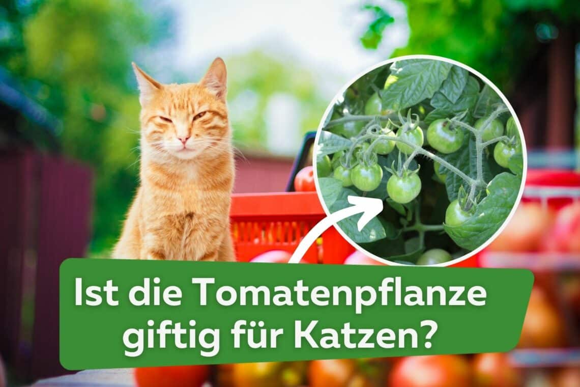 Ist die Tomatenpflanze giftig für Katzen? Titel