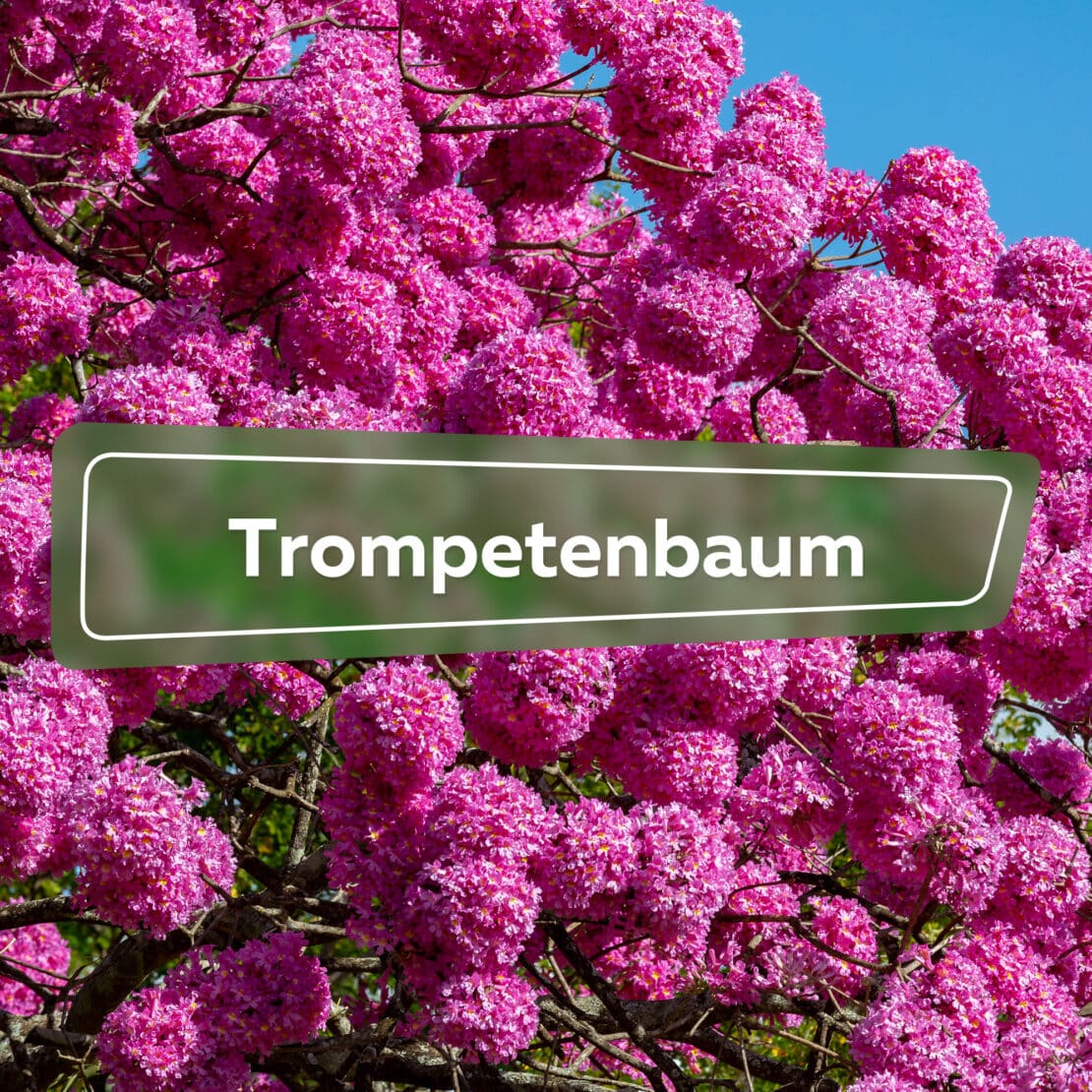 Trompetenbaum