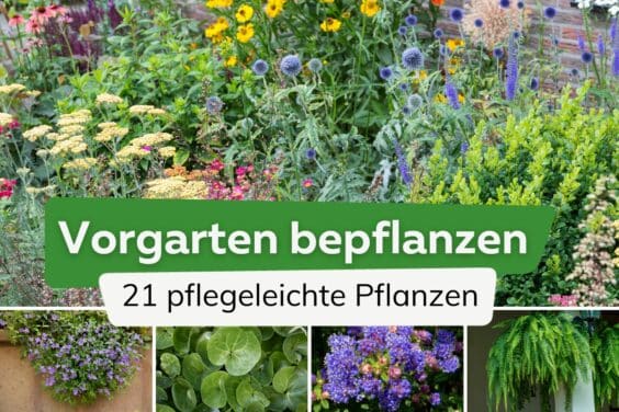 Vorgarten bepflanzen: 21 pflegeleichte Pflanzen
