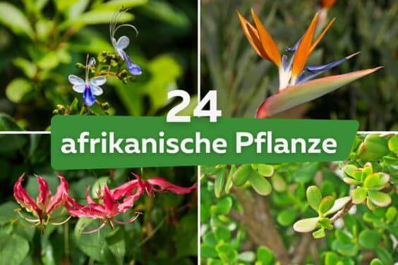 24 afrikanische Pflanzen für Garten, Balkon & Wohnung