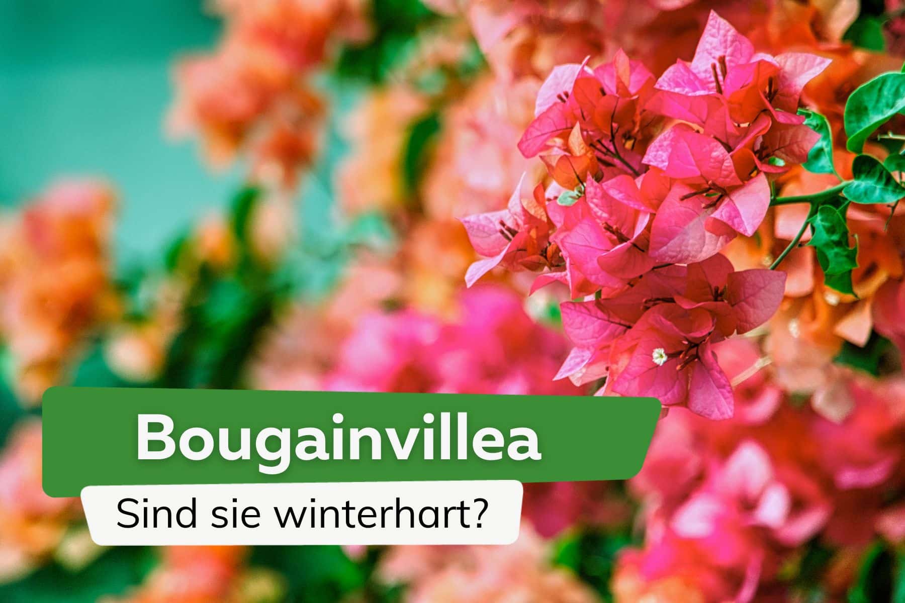 Drillingsblume: ist die Bougainvillea winterhart?