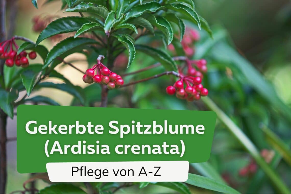 Gekerbte Spitzblume, Ardisia crenata: Pflege von A-Z