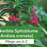 Gekerbte Spitzblume, Ardisia crenata: Pflege von A-Z