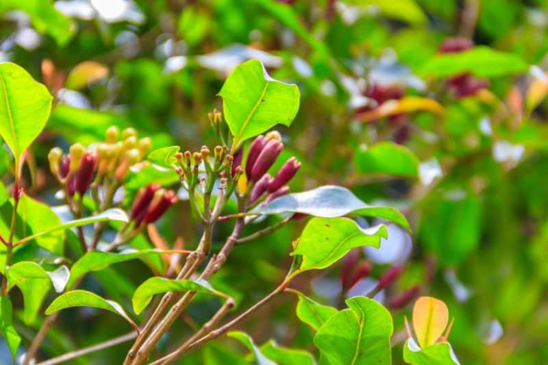 Gewürznelke (Syzygium aromaticum)