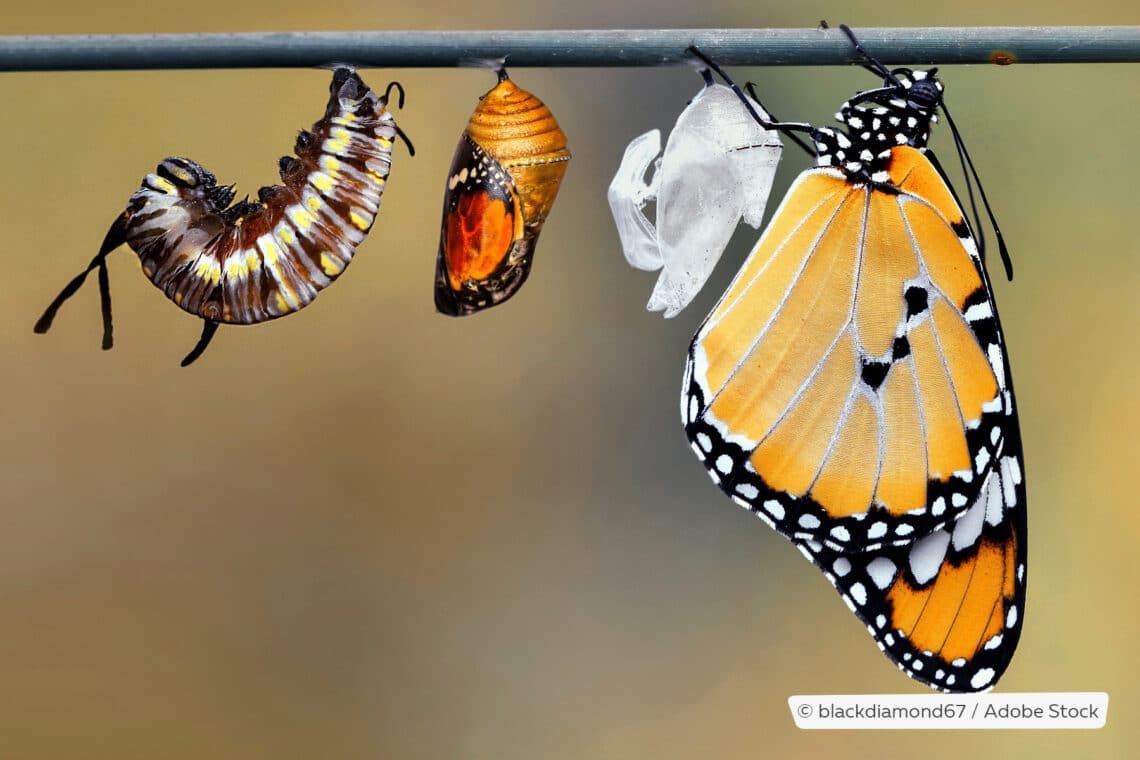 Lebenszyklus eines Schmetterlings von der Raupe bis zum Falter