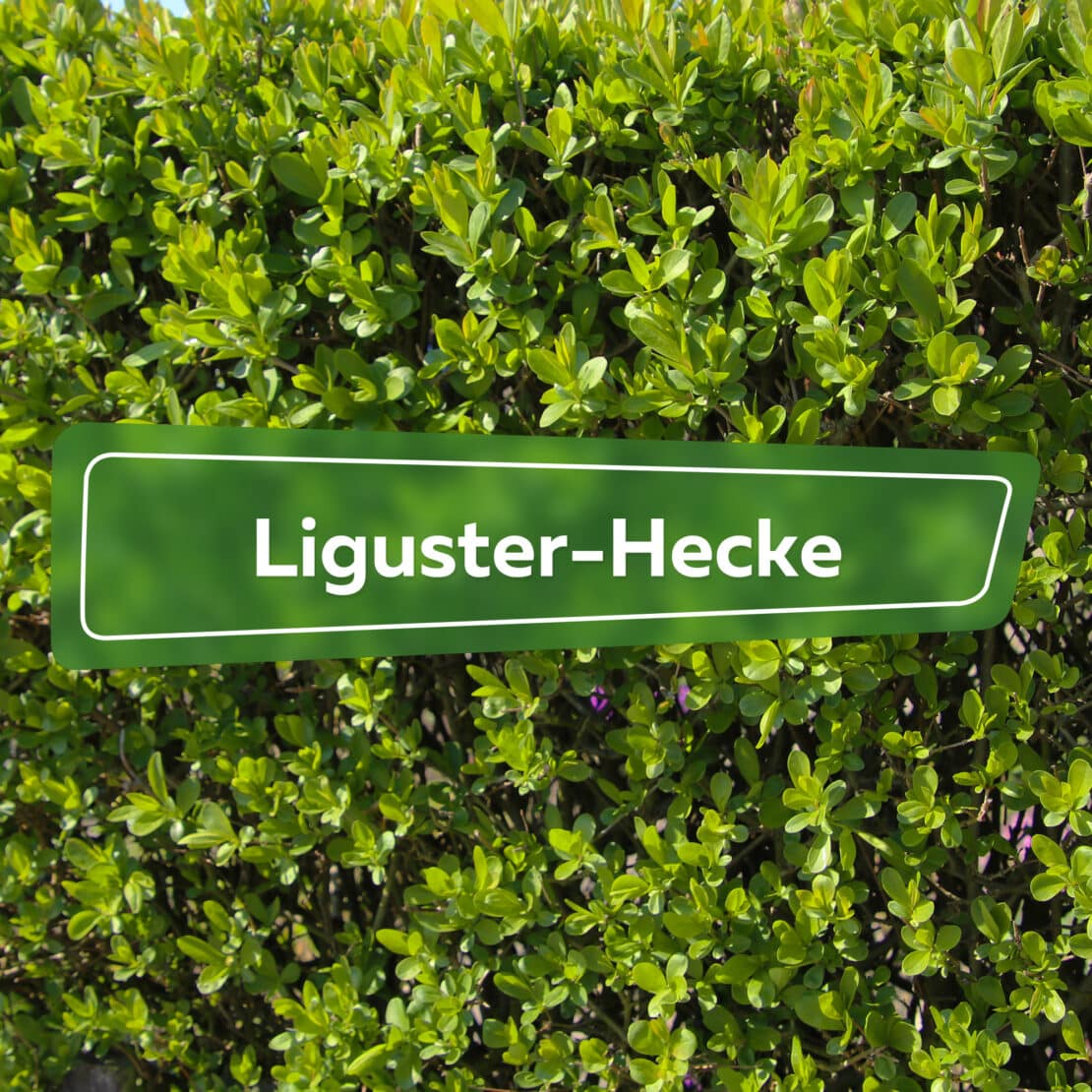 Liguster-Hecke