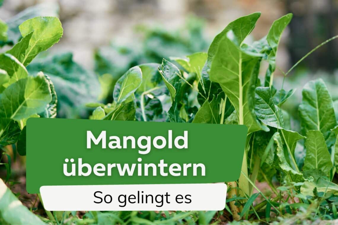 Mangold überwintern: Winterschutz im Garten