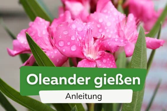 Oleander gießen