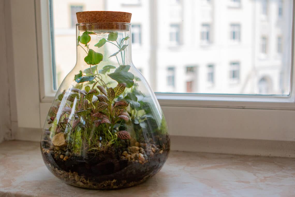 Pflanzen in einem Glas