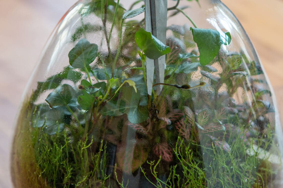 Pflanzen im Glas verschneiden