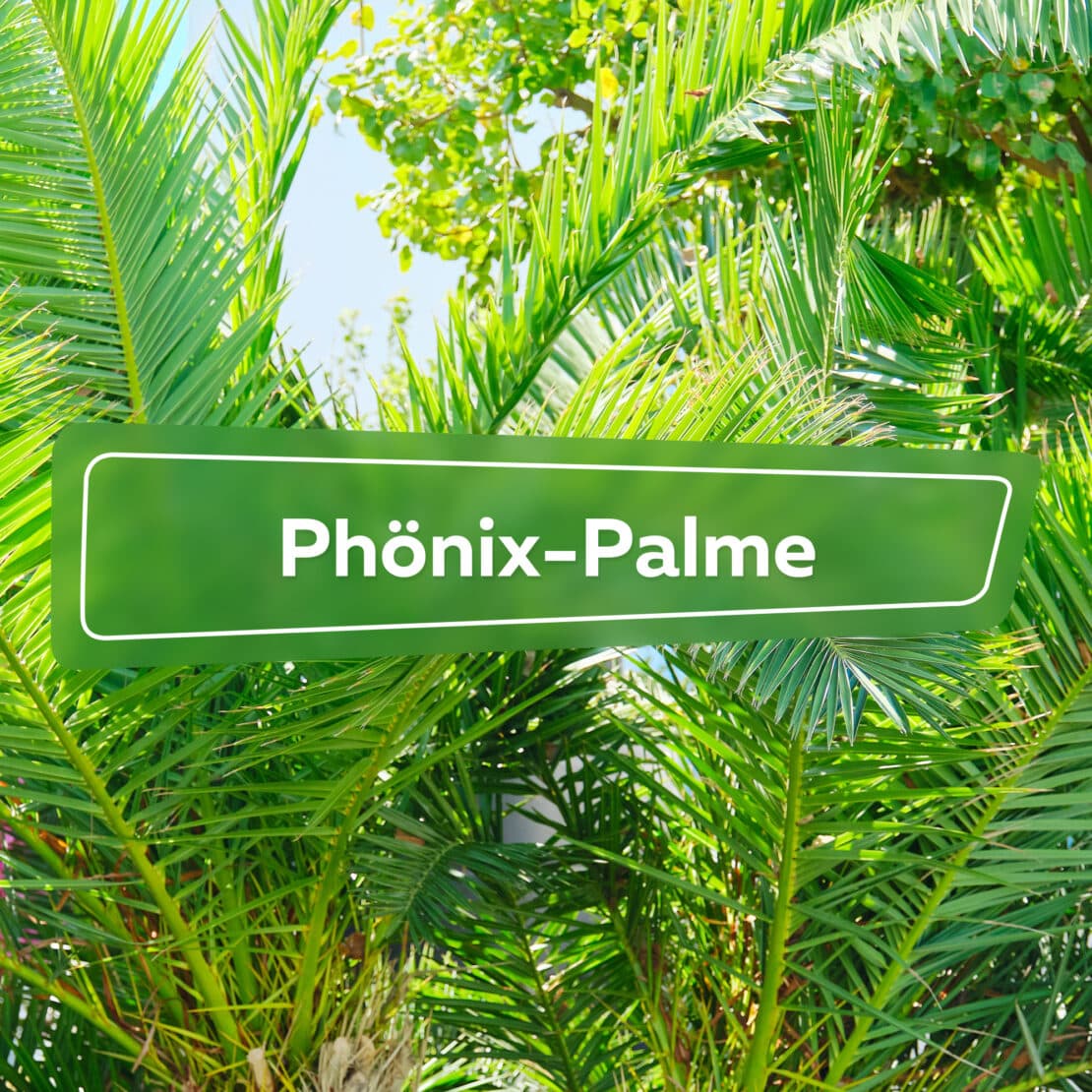 Phönix-Palme