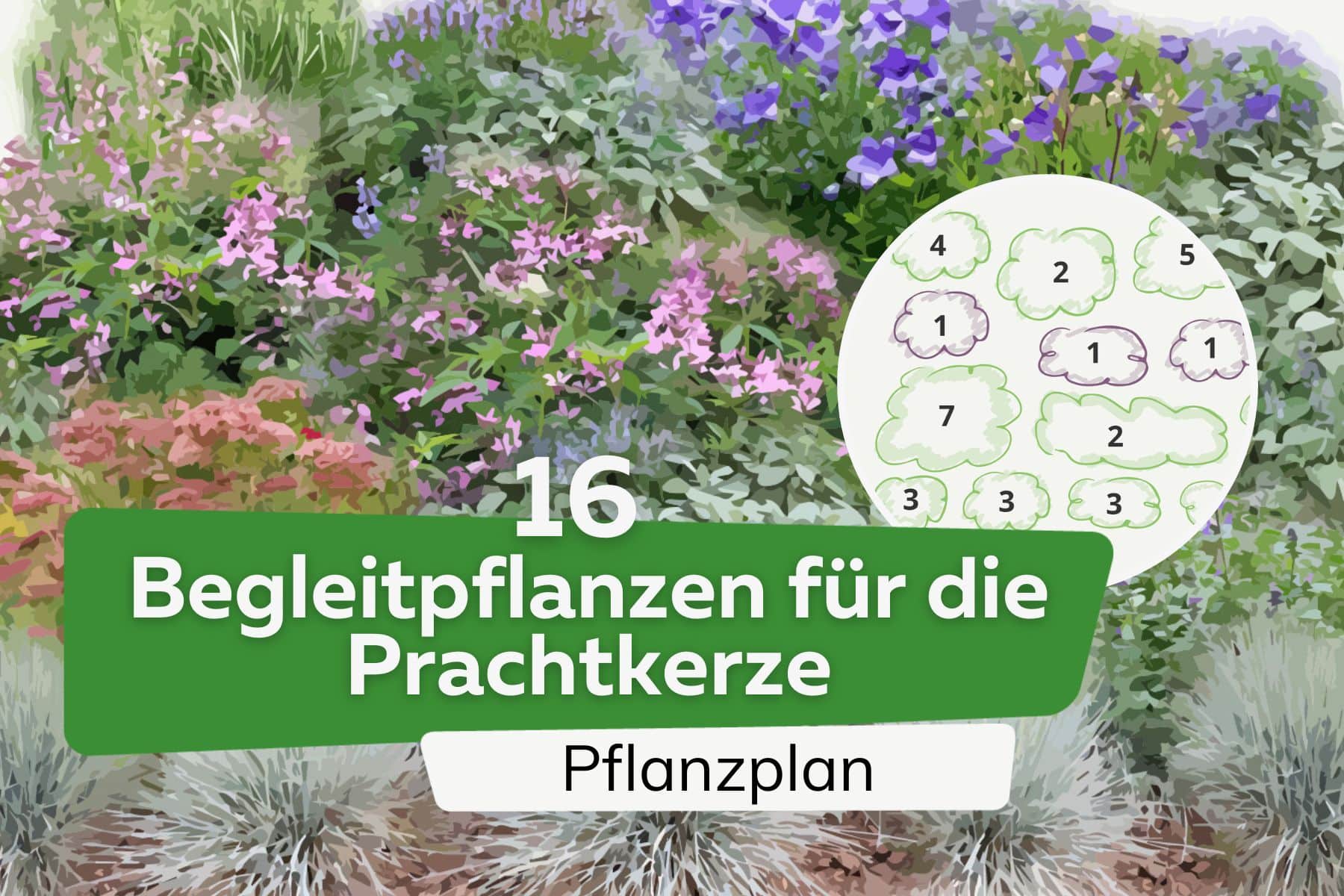 Prachtkerze kombinieren: 16 schöne Begleitpflanzen | Pflanzplan