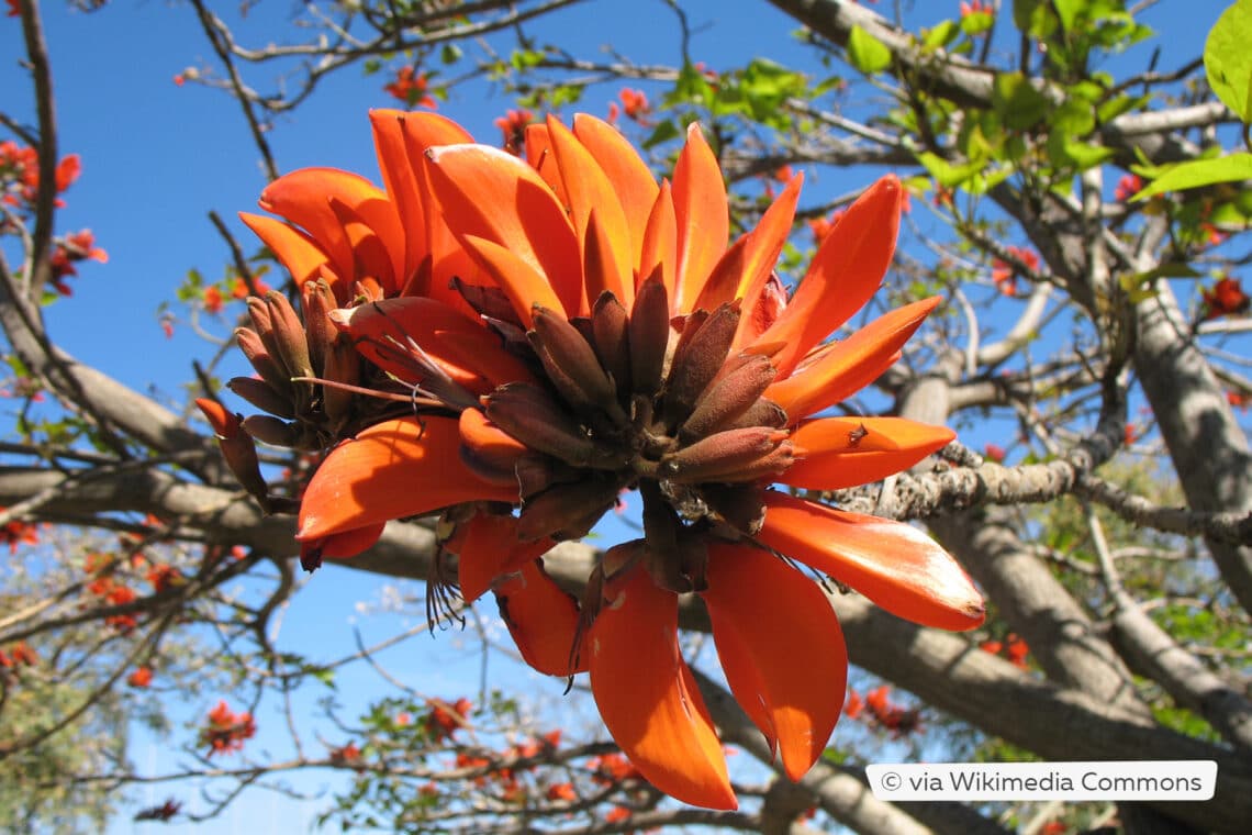 Südafrikanischer Korallenstrauch (Erythrina caffra)