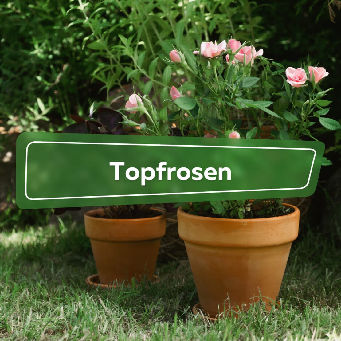 Topfrosen