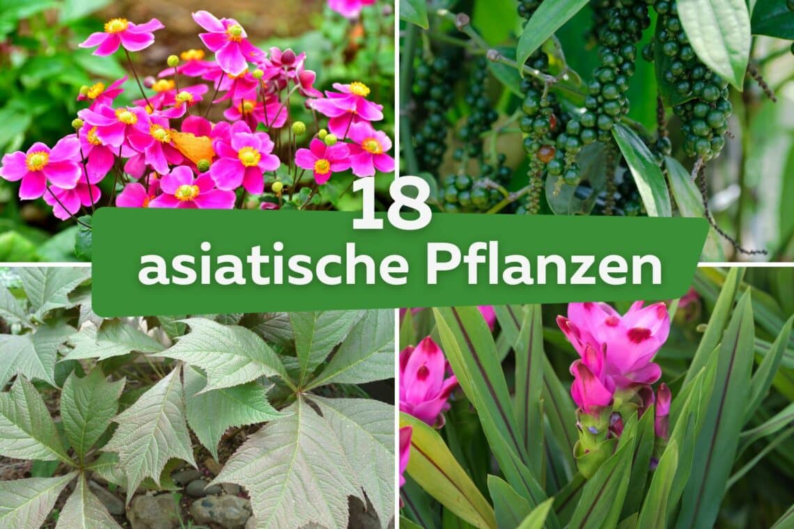 18 asiatische Pflanzen für Garten, Balkon & Wohnung