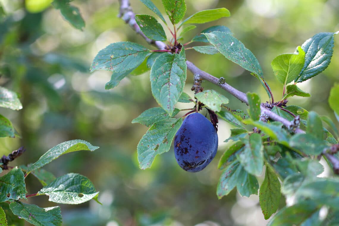 Echte Zwetschge (Prunus domestica)
