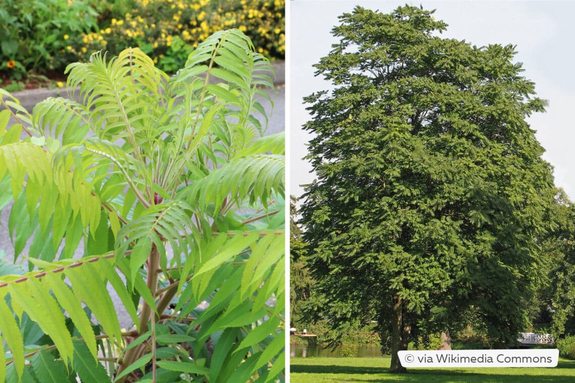 Essigbaum (Rhus typhina) und Götterbaum (Ailanthus altissima)