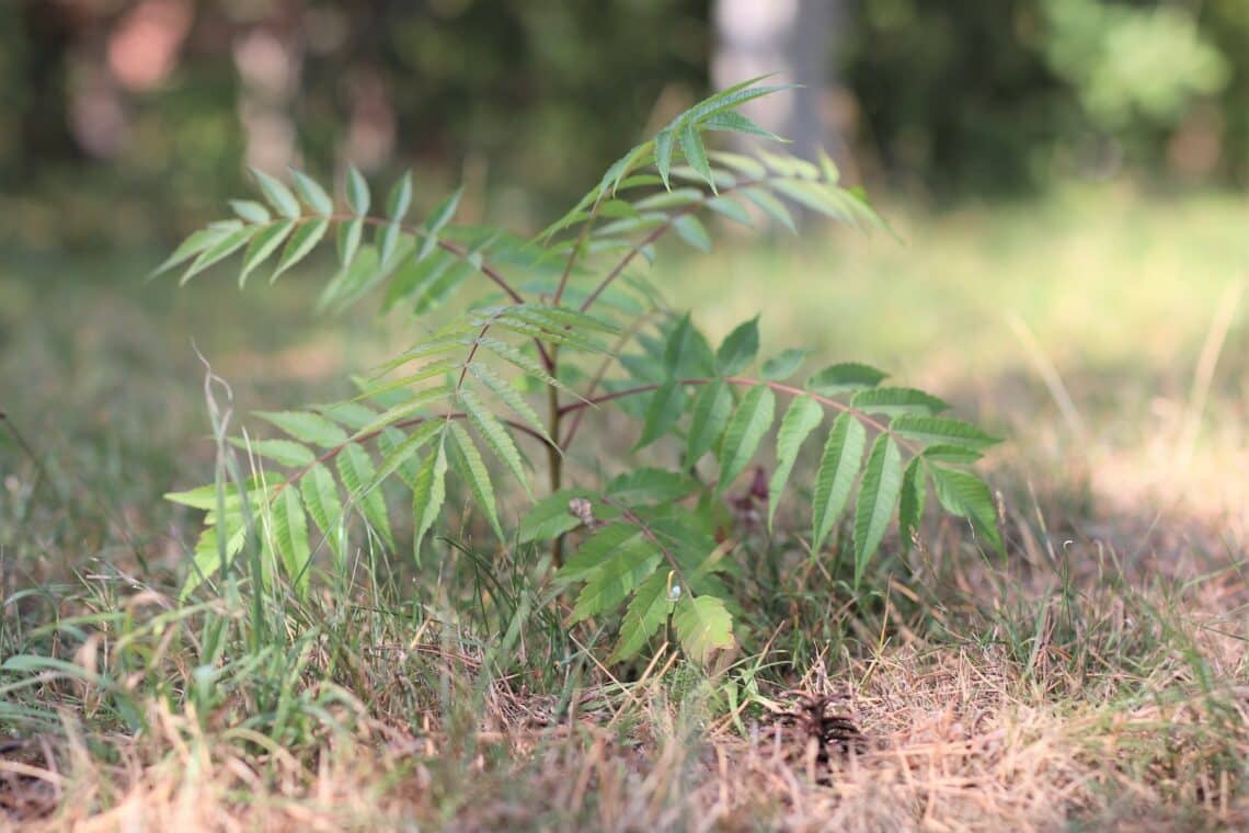 Junger Essigbaum (Rhus typhina)