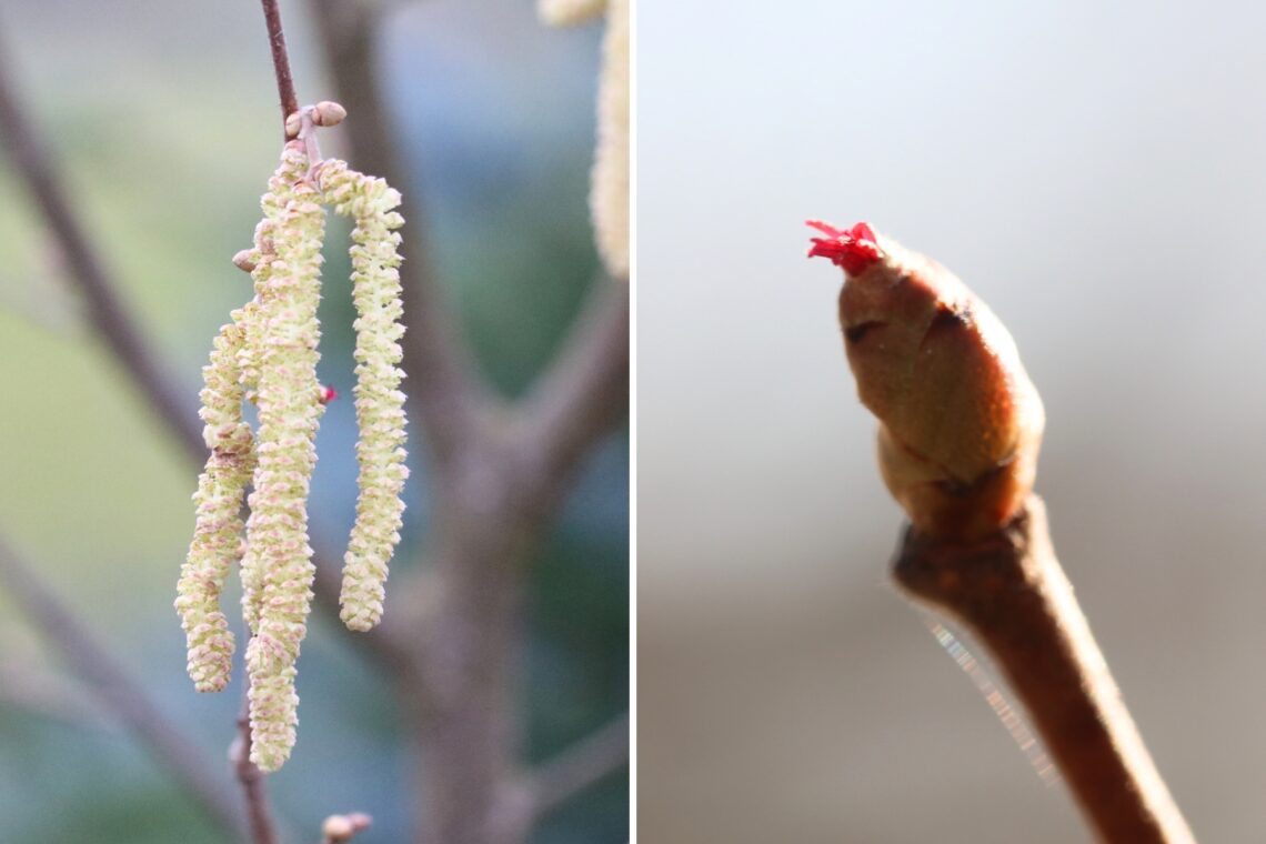 Männliche (links) und weibliche (rechts) Haselnussblüten
