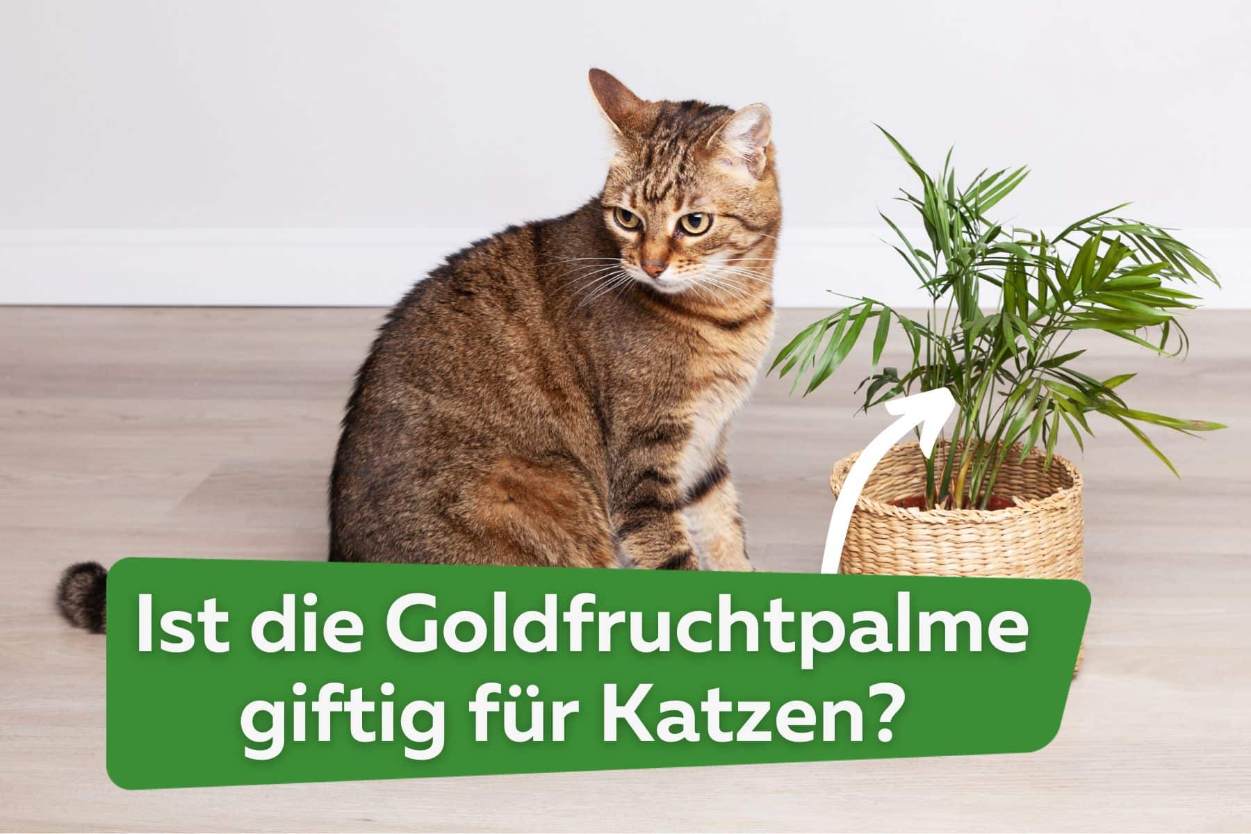 Ist die Goldfruchtpalme giftig für Katzen? Titel