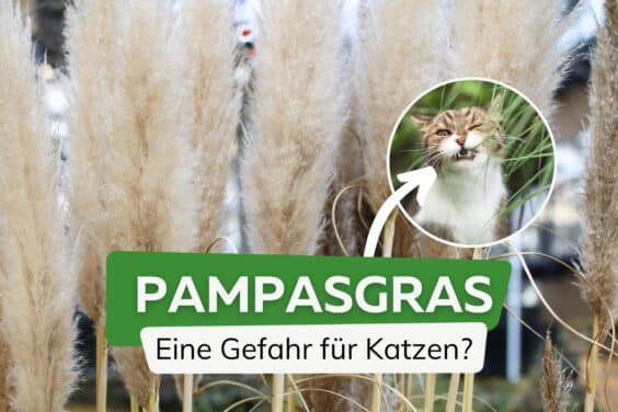 Pampasgras giftig für Katzen
