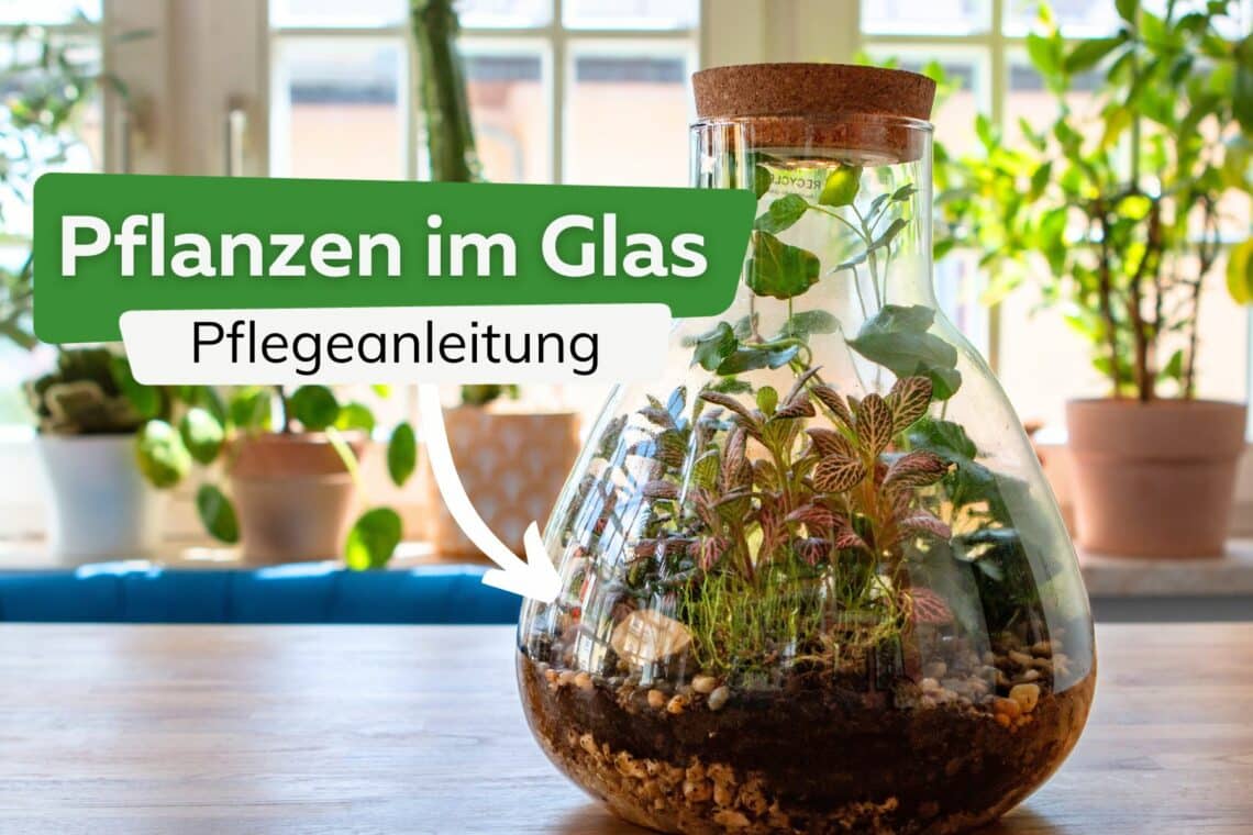 Pflanzen im Glas Pflegeanleitung Titel