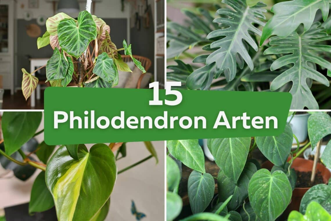 Philodendron Arten: 15 beliebte Sorten