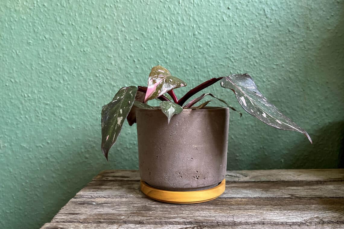 Philodendron Pink princess