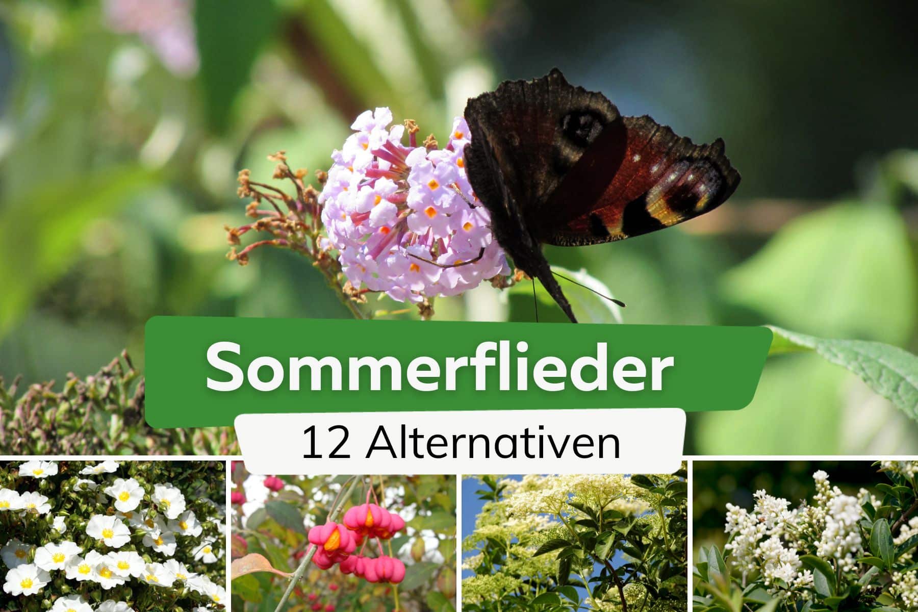 Sommerflieder: 12 Schmetterlingsflieder-Alternativen