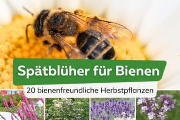 Spätblüher für Bienen - Bienenfreundliche Herbstpflanzen