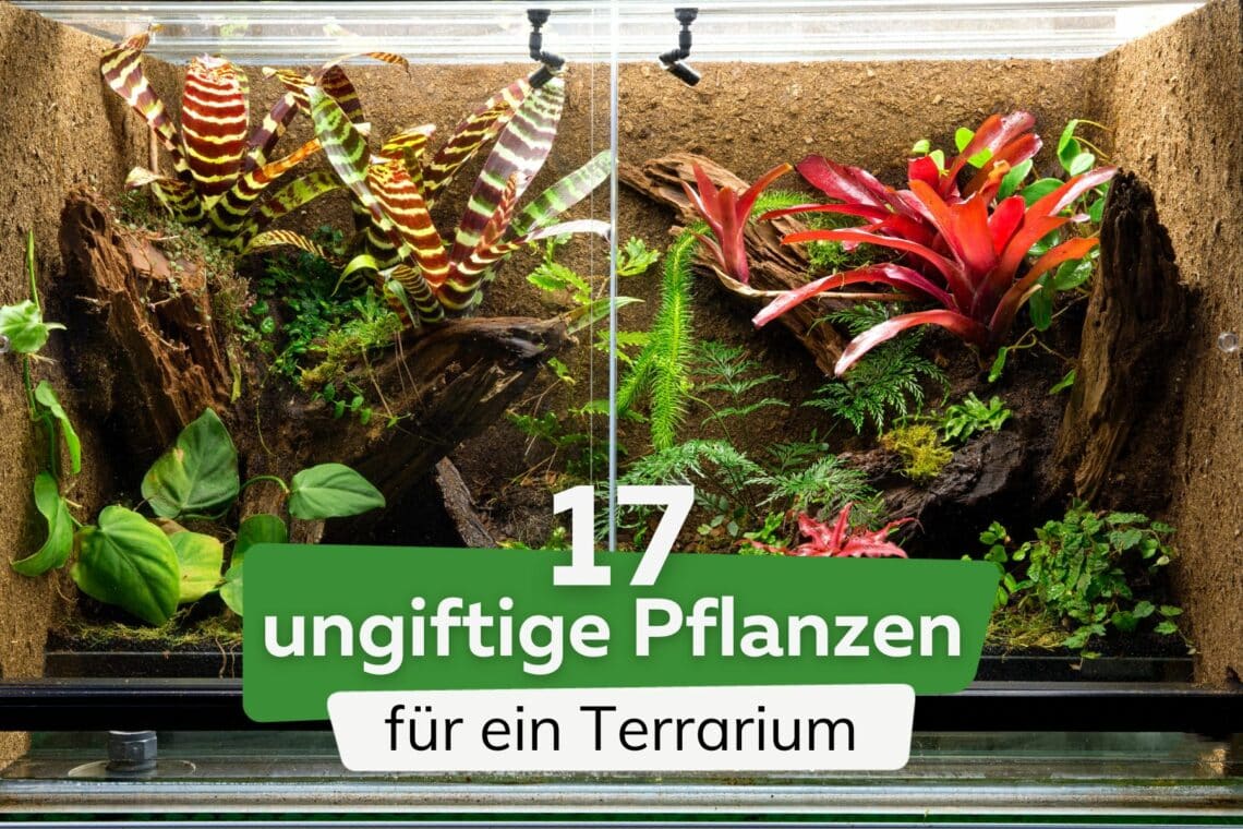 ungiftige Pflanzen für ein Terrarium Titel