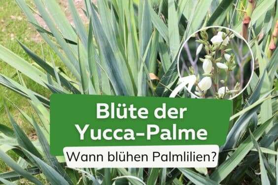 Blüte der Yucca-Palme/Blütezeit von Palmlilien