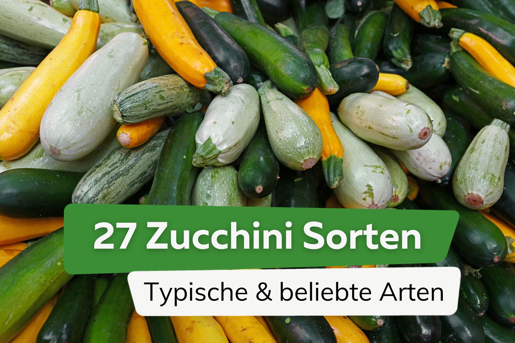 Zucchini-Sorten: 27 typische und beliebte Arten