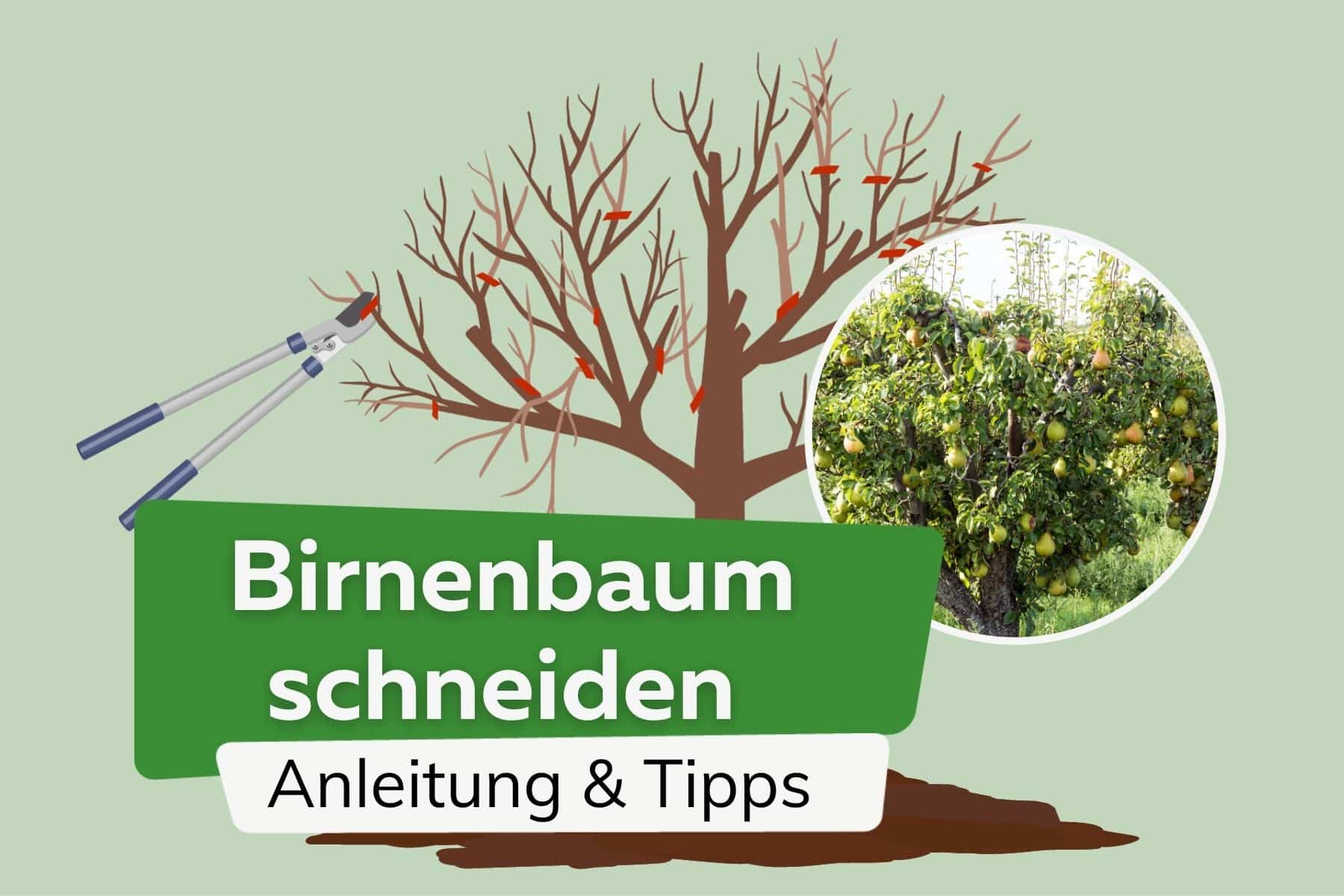 Birnbaum schneiden: Anleitung & Tipps