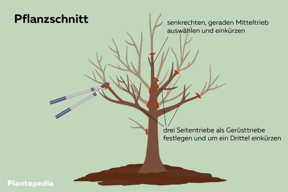 Birnenbaum schneiden: Pflanzschnitt grafische Darstellung