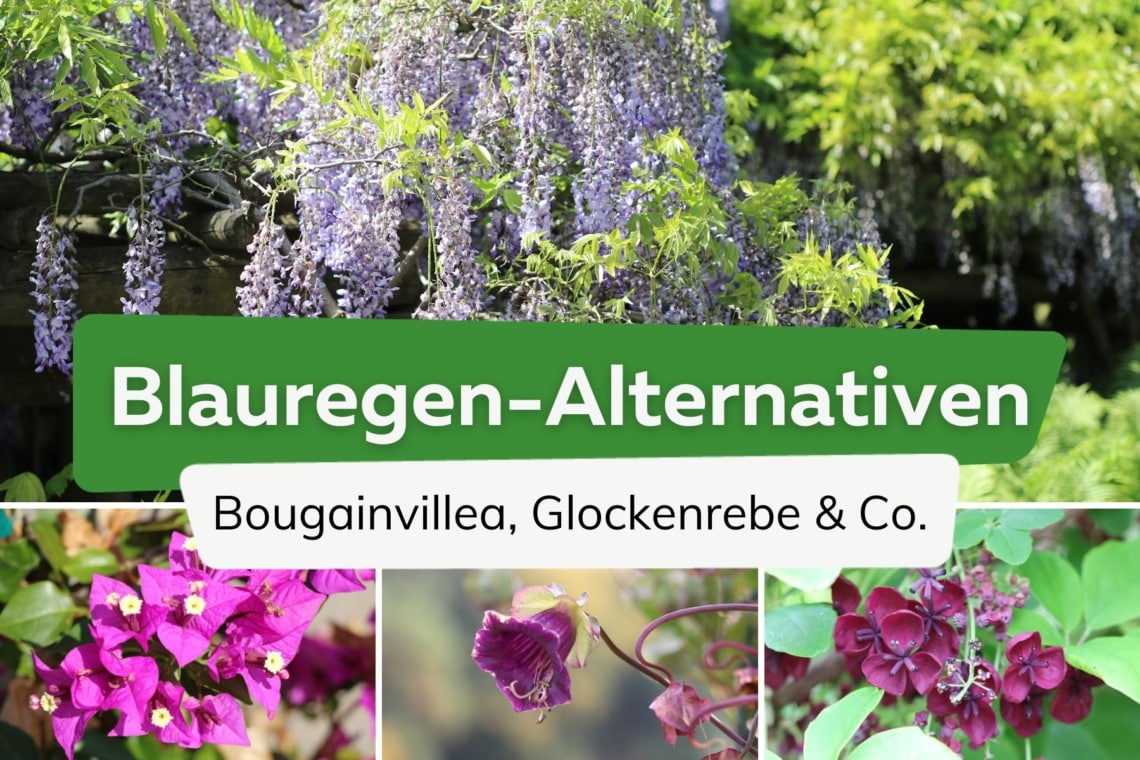 Blauregen-Alternativen: 9 ungiftige Kletterpflanzen