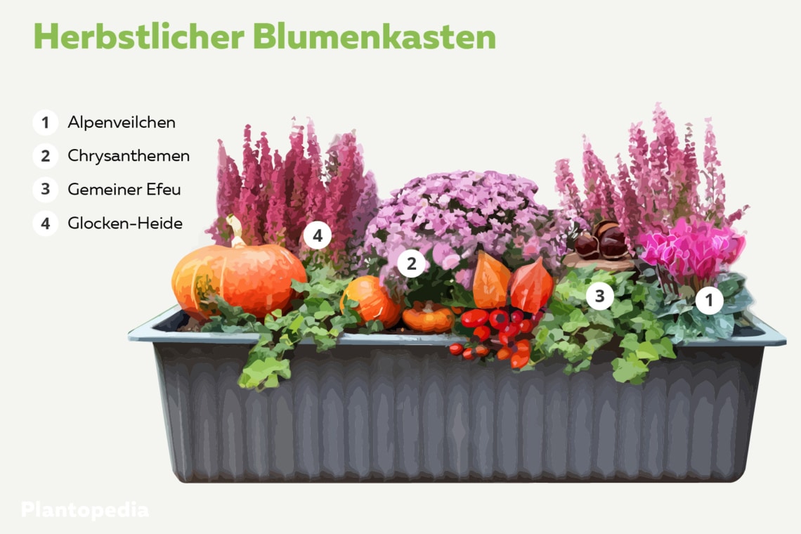 herbstlicher Blumenkasten grafisch dargestellt: Alpenveilchen, Chrysanthemen, Gemeiner Efeu und Glocken-Heide