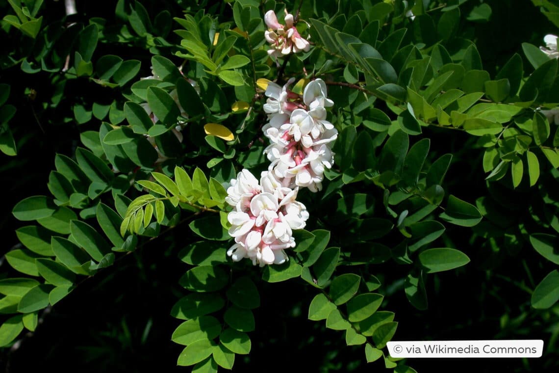 Klebrige Robinie (Robinia viscosa)