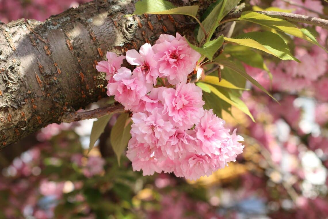 Mandelbaum (Prunus dulcis) in Blüte