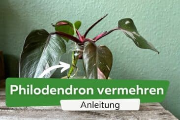 Philodendron vermehren: so gelingt es