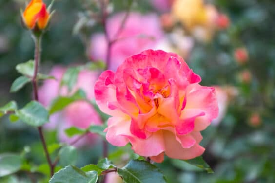 pinke Rose im Garten