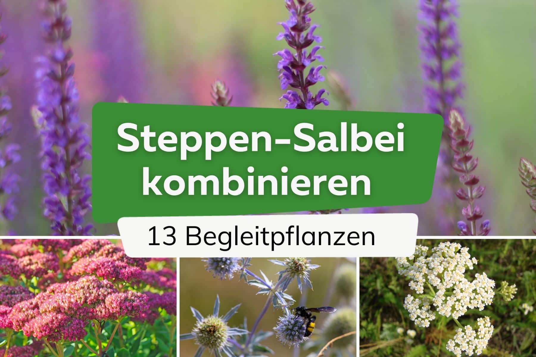Steppen-Salbei kombinieren: 13 tolle Begleitpflanzen