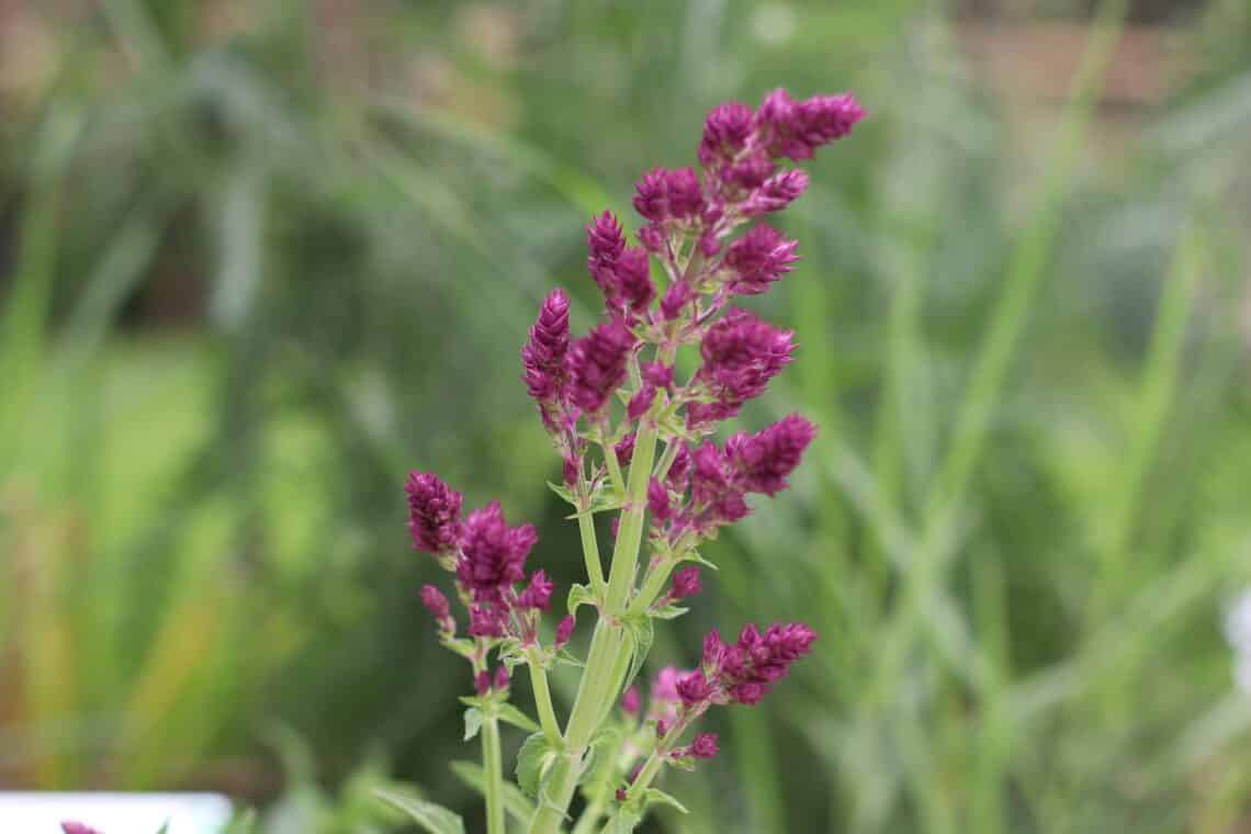 Blüten-Salbei (Salvia nemorosa 'Schwellenburg')