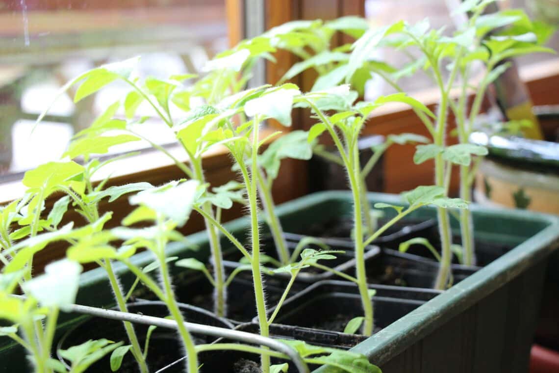 Junge Tomatenpflanzen auf der Fensterbank