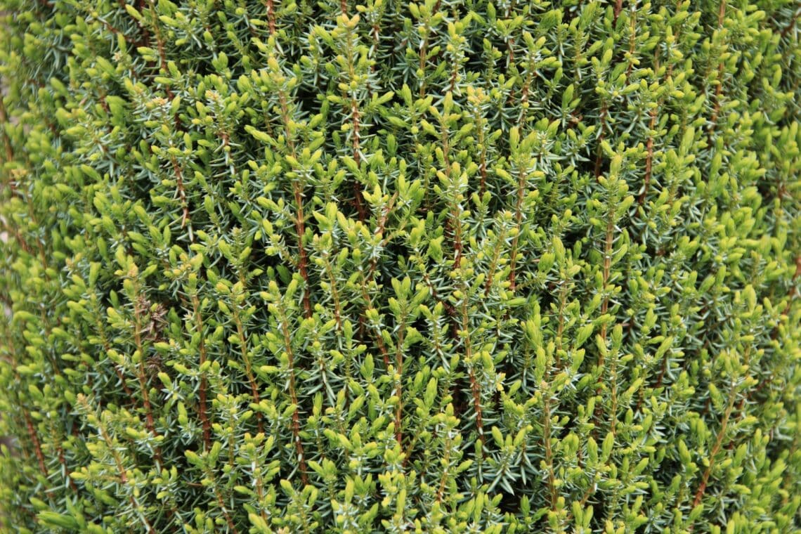 Juniperus communis 'Compressa' - Zierform des Gemeinen Wacholders
