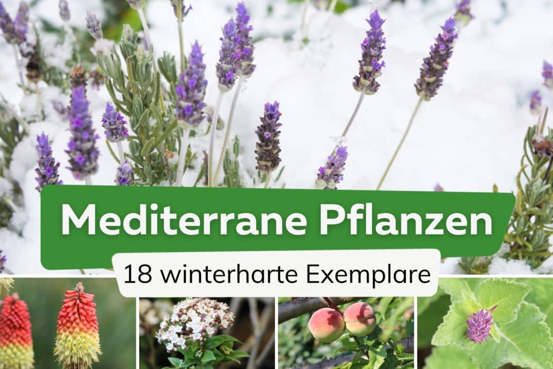 Winterharte mediterrane Pflanzen Titel